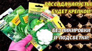 Только так РАССАДА КАПУСТЫ БУДЕТ КРЕПКОЙ! Коренастая рассада капусты БЕЗ ПИКИРОВКИ и подсветки 2023г
