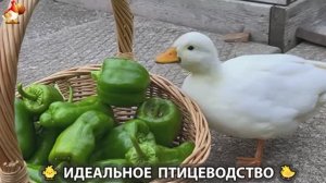 Идеальное птицеводство достойно восхищения 🐓🦆🦢🦚🦃🐔 эпизод (477)