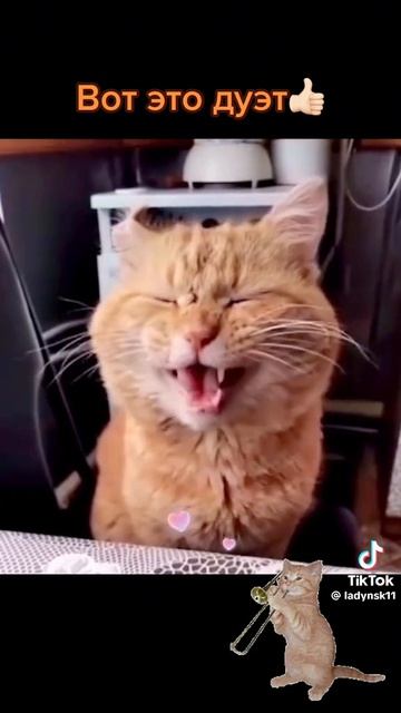 дуэт с катом