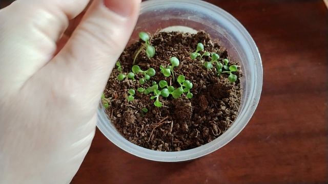 Рассада вытягивается