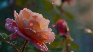 Время. Авторская песня Натальи Дубовой. Ver 2