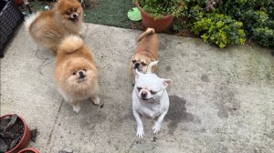 Все с большим удовольствием полакомились домашним лакомством.