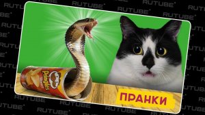 ПРАНКИ над КОТАМИ ! НОВЫЕ ПРИКОЛЫ с КОТАМИ А ну-ка Давай-ка. Праводиагональное видео