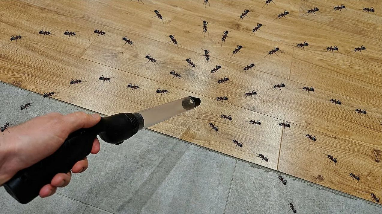 Муравьи сломали формикарий и разбежались! Ловлю их пылесосом