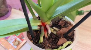 Не жду 2-3 дня. Оправдание лени, ничего другого Это нужно делать сразу| Гниль на новой Нужно спасать