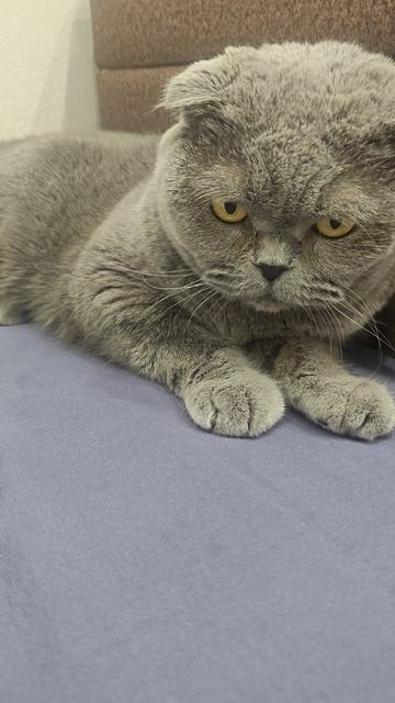 Шотландская вислоухая кошка Риана 01.04.2026.