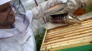 Как добывают натуральный мёд(как качают мёд). Семён Фролов автор песен на пасеке