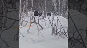 Медведи начали выходить из берлог на Камчатке