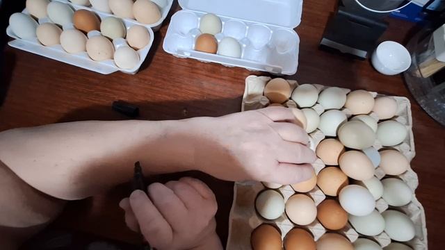 Проверила яйцо в инкубаторе. Готовлюсь к выводу цыплят.