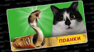 ПРАНКИ над КОТАМИ ! НОВЫЕ ПРИКОЛЫ с КОТАМИ А ну-ка Давай-ка. Леводиагональное видео