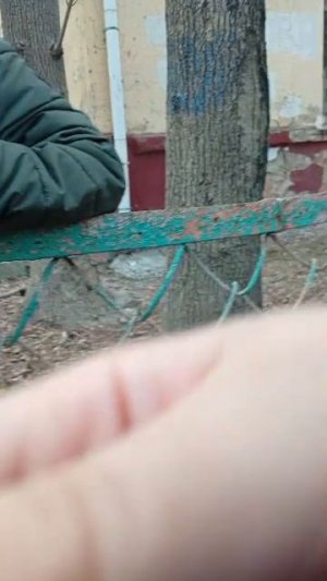 прогулка с собакой