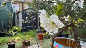 Сад потихонечку начинает распускаться, все вокруг оживает.