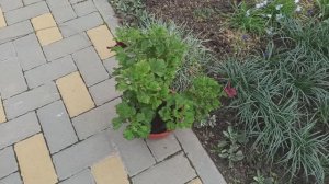 Чем занималась сегодня в цветниках.