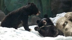 Медвежата Фима и Дуся решили жить отдельно! Каждый роет себе берлогу в снегу.