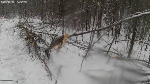 Закончил насторожку капканов в ноябре.