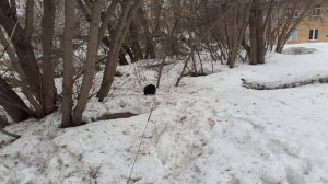 Нагулялся котик Мишка.