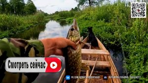 Небольшая речка, полная рыбы. Щука атакует при каждом забросе