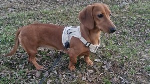 Веста на прогулке