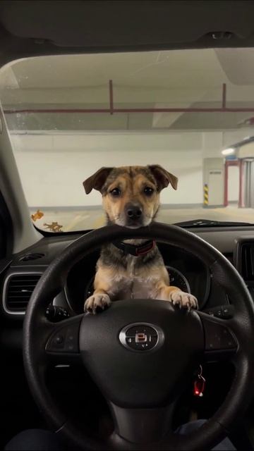 Смешной пес за рулем! #собаки #автомобили #приключения