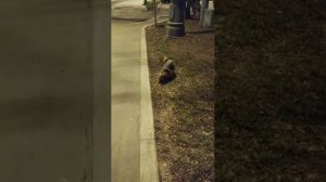 Мы идём гулять с собакой! | 1-апр-2026