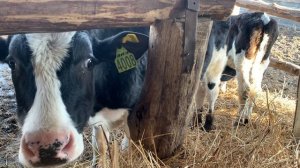 Привесы малышей.MOV