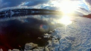 Локля крупной Плотвы на донку с берега.