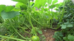 ИМЕЯ ДОМ В ДЕРЕВНЕ НЕ СОСКУЧИШЬСЯ!