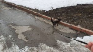 На улице котик Тишка.