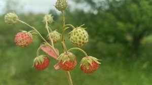 Это просто восторг! Песня Елена Карпук: «Из семьи его не уводила» Обязательно к просмотру! «Ягодка»