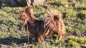 Прогулка с чихуахуа 01/04/26 #купить_щенка_чихуахуа_продаю #MAX +79215950848