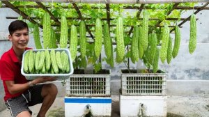 Я посадил горькую дыню в старый пенопластовый ящик и был удивлен, увидев так много плодов