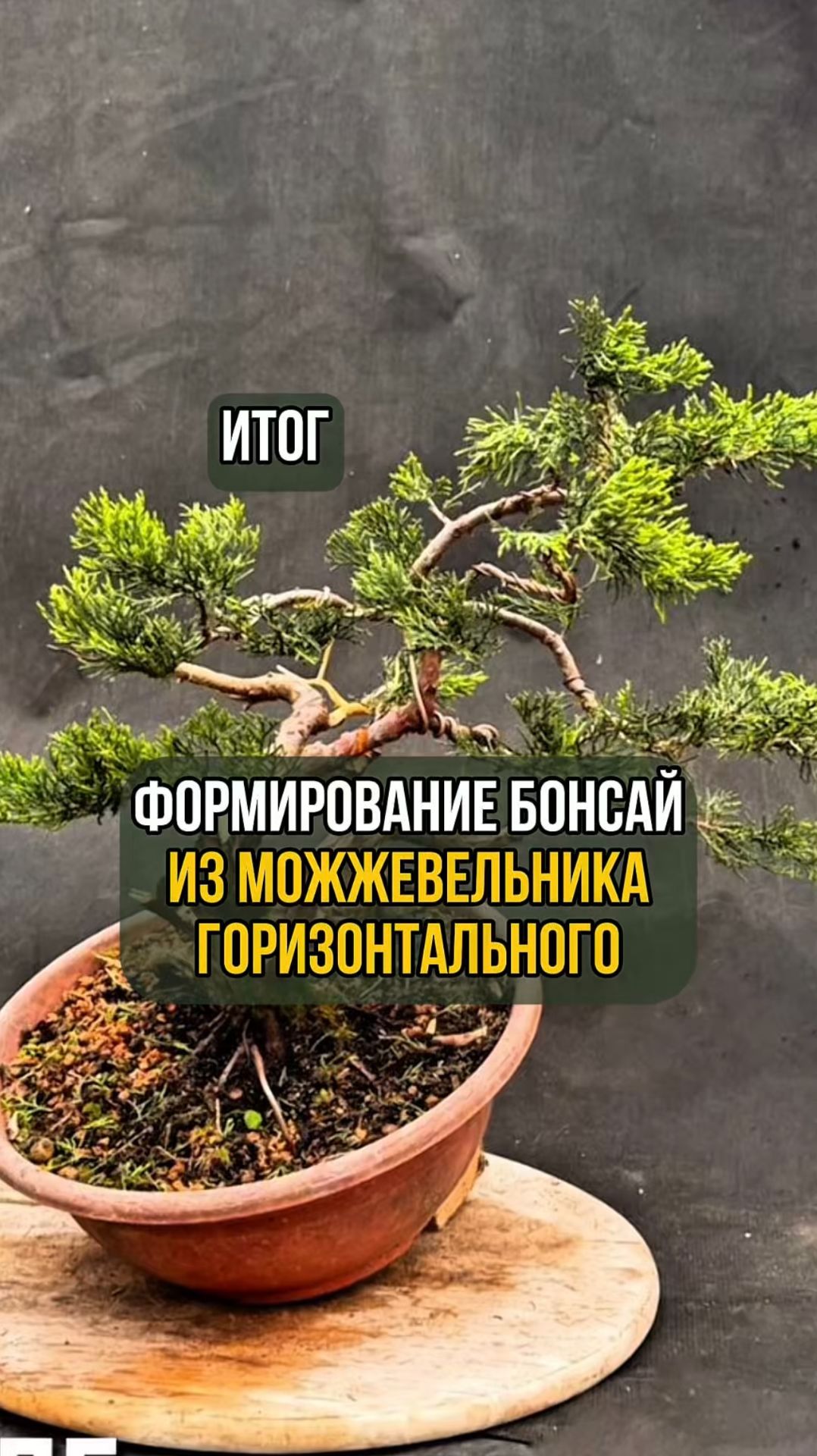 Формирование бонсай из можжевельника горизонтального. Итог