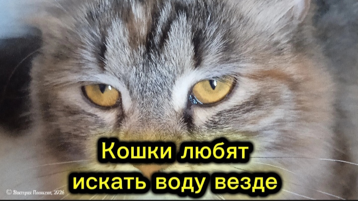 Кошки любят искать воду, несмотря на то, что она есть в доступе, мои лазят в ванну и, где возможно