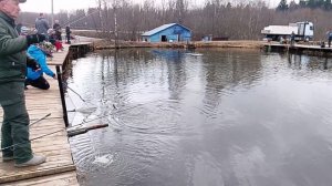 Фореливая рыбалка на 1-м Вип РК "Фишка Петряиха"