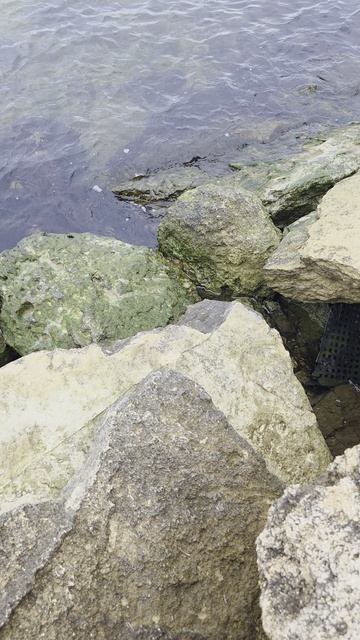 Таманский залив сегодня