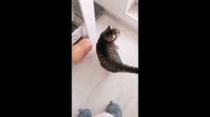 сезон мух начался! вредная жирная муха 🪰против хищной кошочки Рыси! 😼