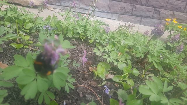 снял шмеля Что мне лучше такой съёмки