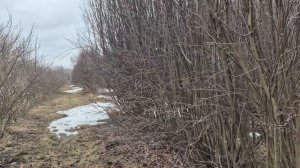 Итак, 1 апреля, отвечаю на вопросы об ирге