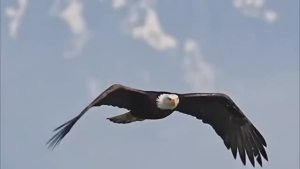 А мне бы птицей полететь--КРИК ДУШИ-Эпическая рок-баллада