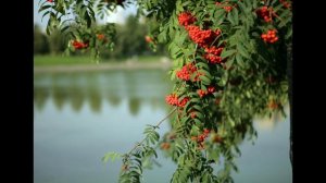 Лавандовое лето