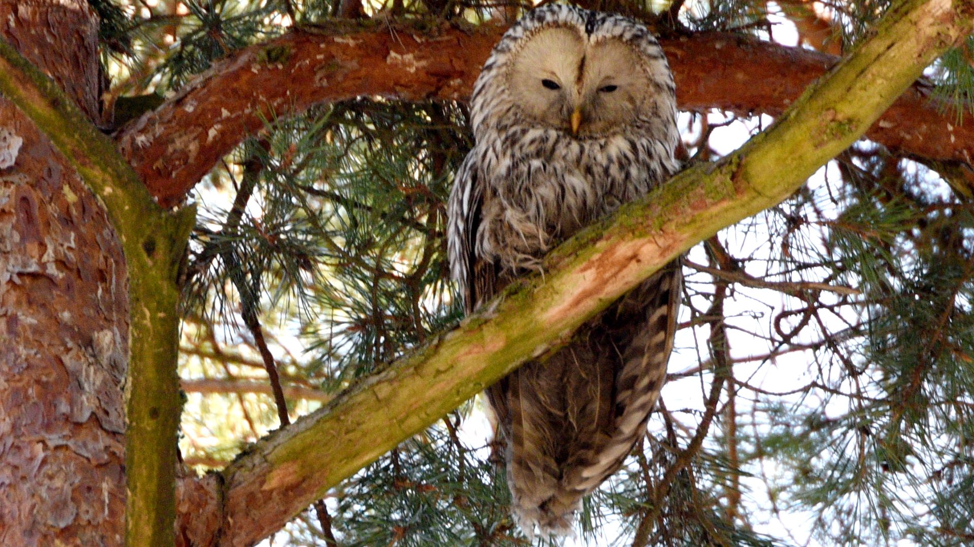 Вороны против совы