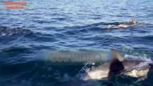 Дельфины красивые и умные существа. Как общаються. Какие у них особенности