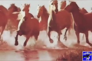 Чужая колея . В. Высоцкий.