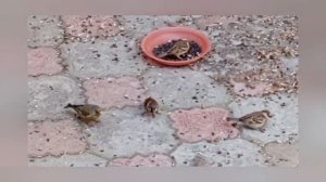 замечательный дикий вольный зоопарк