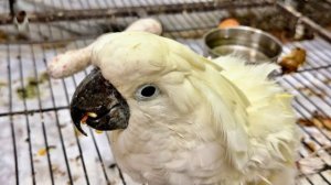 Жора стал ПЕРЕДВИГАТЬСЯ и даже ПО ЧУТЬ-ЧУТЬ КУШАТЬ!