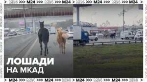 Лошадей заметили на МКАД - Москва 24