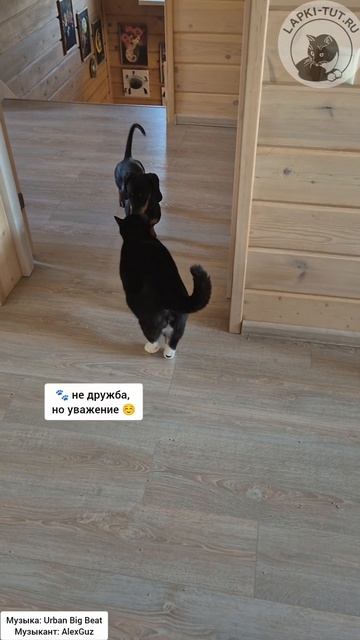 Между нами тает лед 🤣🤣🤣

#лапкитут #питомцы #отношения #такса #котбосс #кошкаисобака