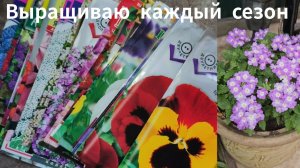 Цветы, которые сею каждый сезон 🌱
