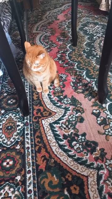 Котик Рыжик слушает музыку