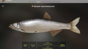 ШЕМАЯ ЧЕРНОМОРСКАЯ ТРОФЕЙ!!!СЕВЕРСКИЙ ДОНЕЦ - РУССКАЯ РЫБАЛКА 4